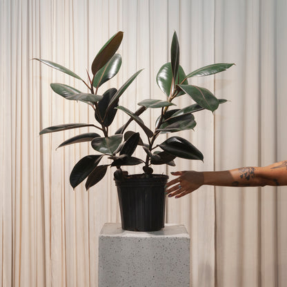 Burgundy Rubber Bush: Ficus elastica - 10 inch pot - 2.5-3 foot tall