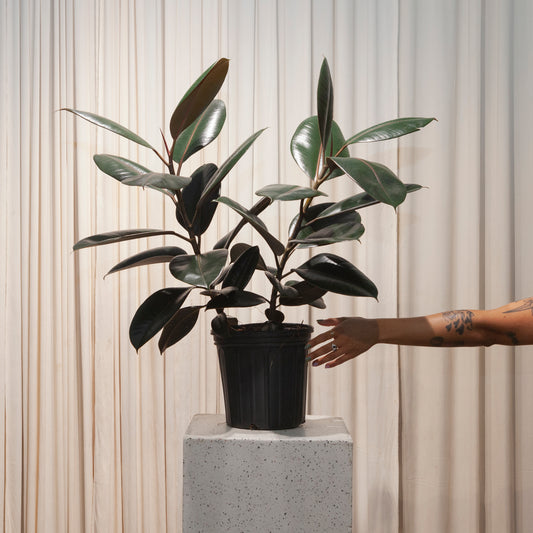 Burgundy Rubber Bush: Ficus elastica - 10 inch pot - 2.5-3 foot tall