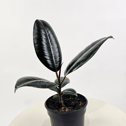 Burgundy Rubber Plant: Ficus elastica - 4 inch pot