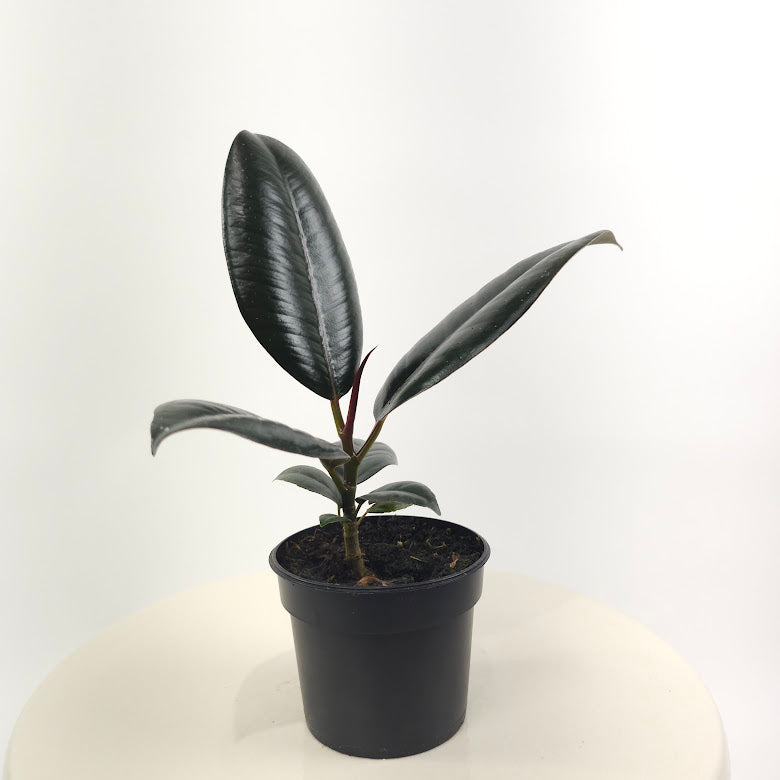 Burgundy Rubber Plant: Ficus elastica - 4 inch pot