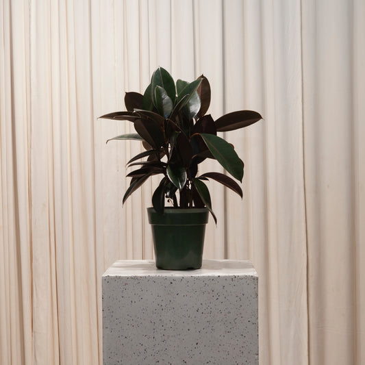 Burgundy Rubber Plant: Ficus elastica - 6 inch pot