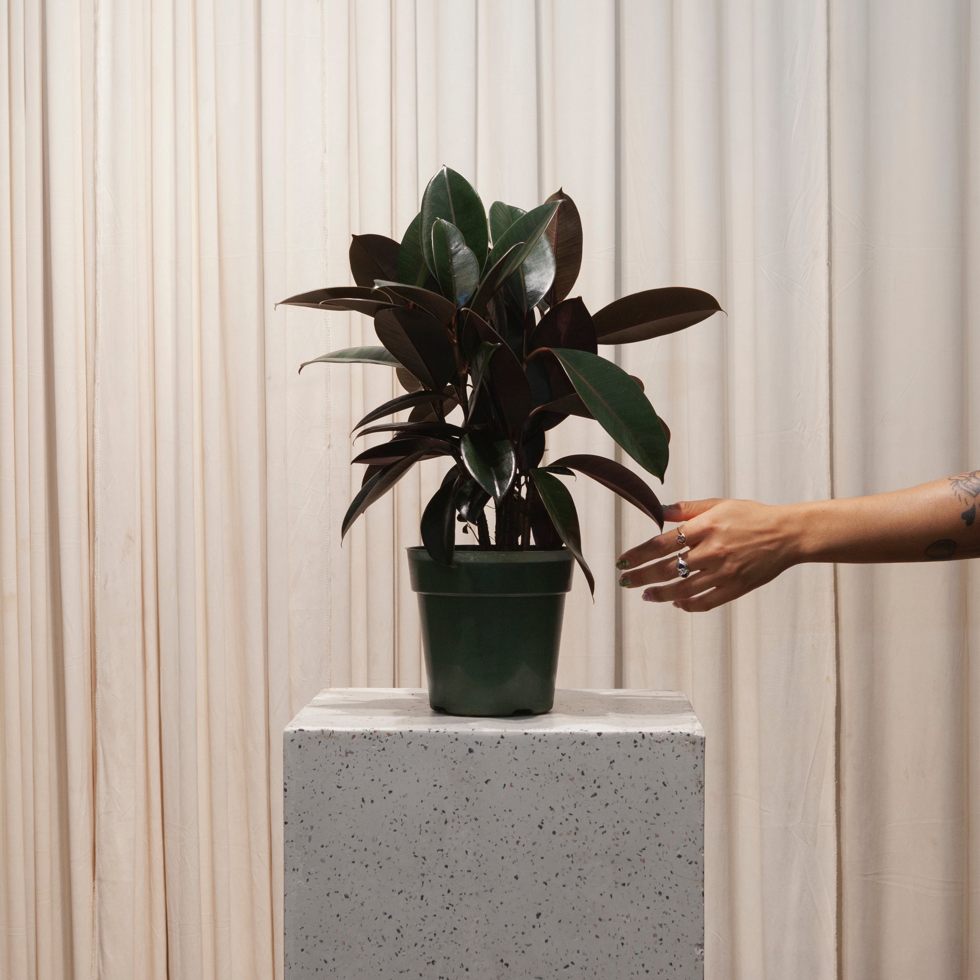 burgundy plant pot Burgundy Rubber Plant: Ficus - 6" Pot