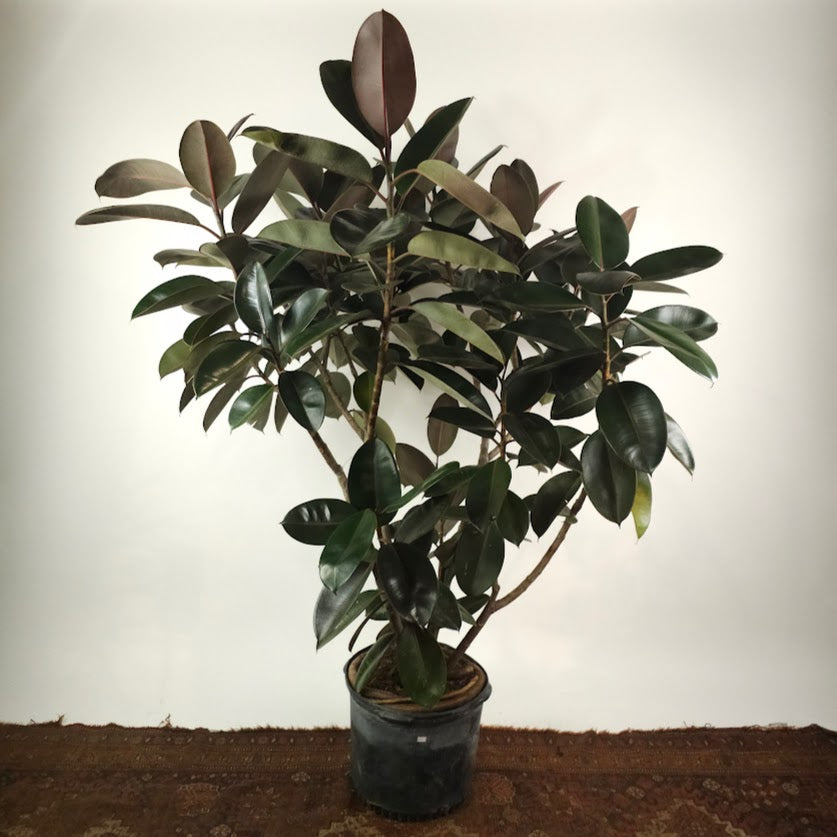 Burgundy Rubber Bush Specimen: Ficus elastica - 14 inch pot - 5-6 foot tall
