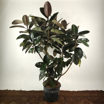 Burgundy Rubber Bush Specimen: Ficus elastica - 14 inch pot - 5-6 foot tall