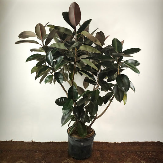 Burgundy Rubber Bush Specimen: Ficus elastica - 14 inch pot - 5-6 foot tall