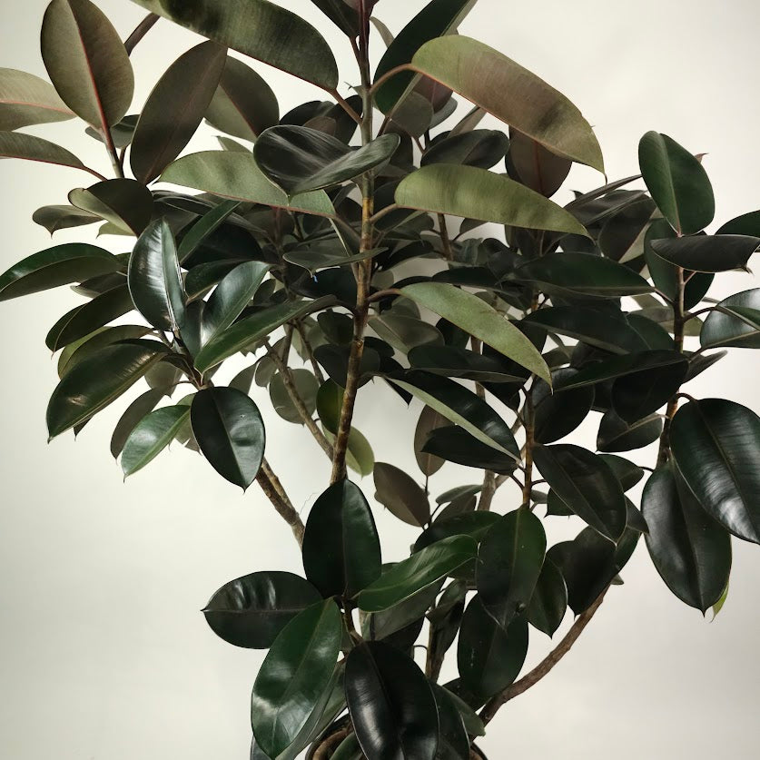 Burgundy Rubber Bush Specimen: Ficus elastica - 14 inch pot - 5-6 foot tall