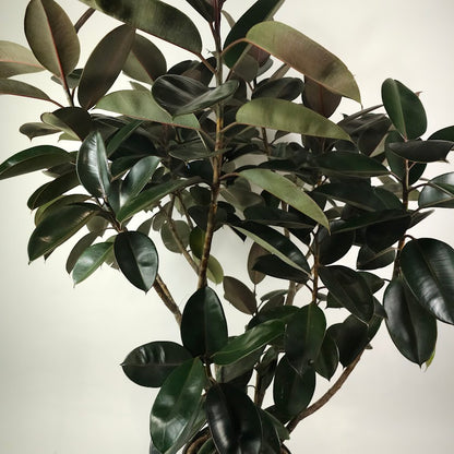 Burgundy Rubber Bush Specimen: Ficus elastica - 14 inch pot - 5-6 foot tall