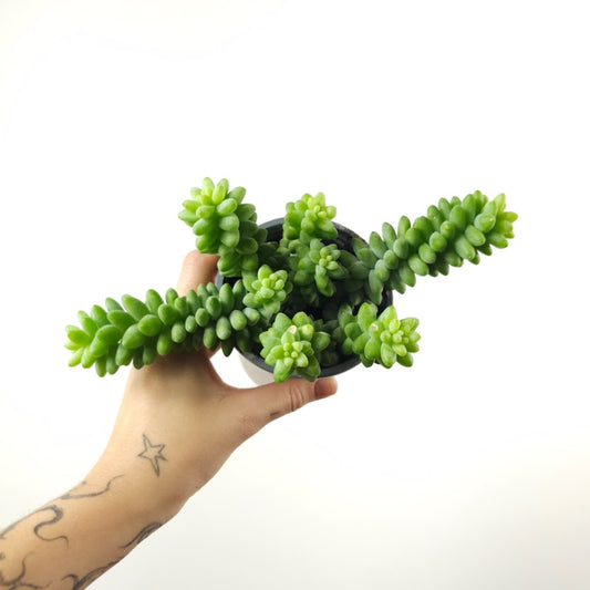 Burro's Tail: Sedum morganianum - 4 inch pot