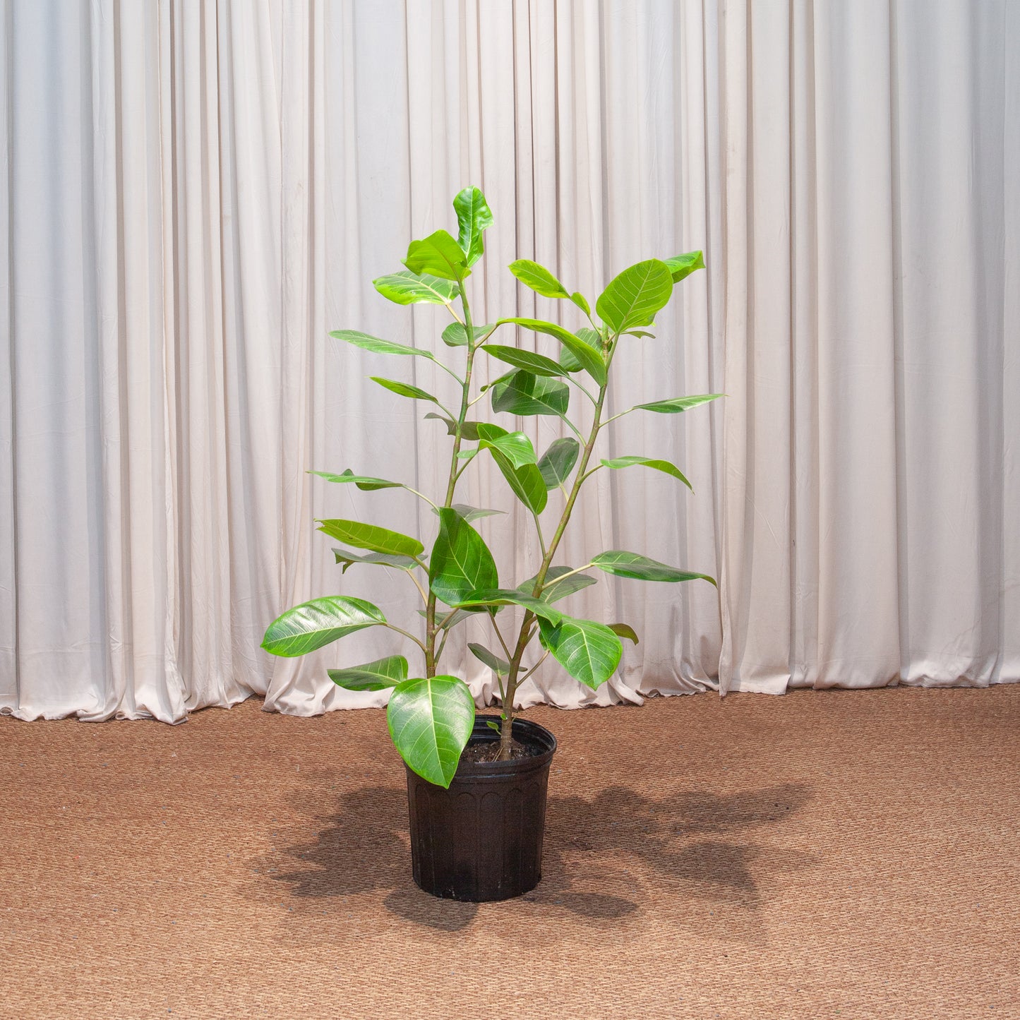 Yellow Gem Fig Bush: Ficus altissima - 10 inch pot - 3-4 foot tall