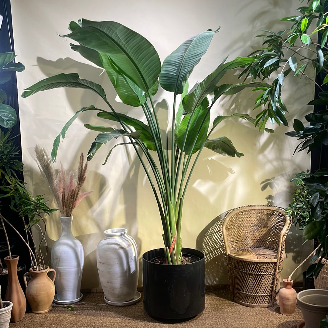 white bird indoor plant White Bird Of Paradise: Strelitzia - 17" Pot
