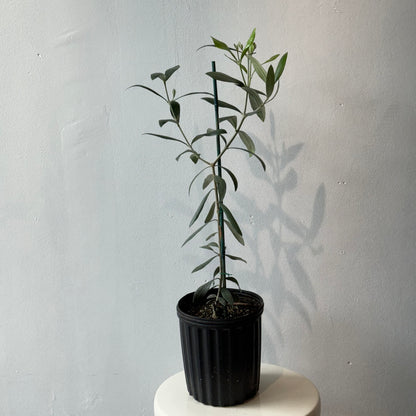 Olive Tree: Olea europaea 'Arbequina' - 5-6 inch pot - 1-3 foot tall