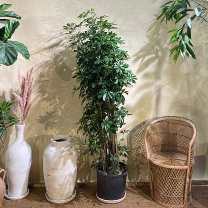 Umbrella Tree Column: Schefflera arboricola - 14 inch pot - 5-6 foot tall