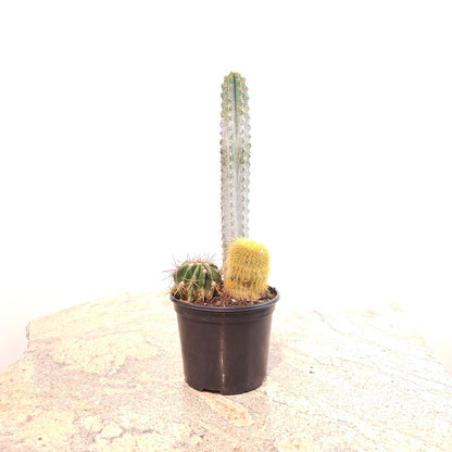 Cactus Trio: Assorted Ssp. - 6 inch pot