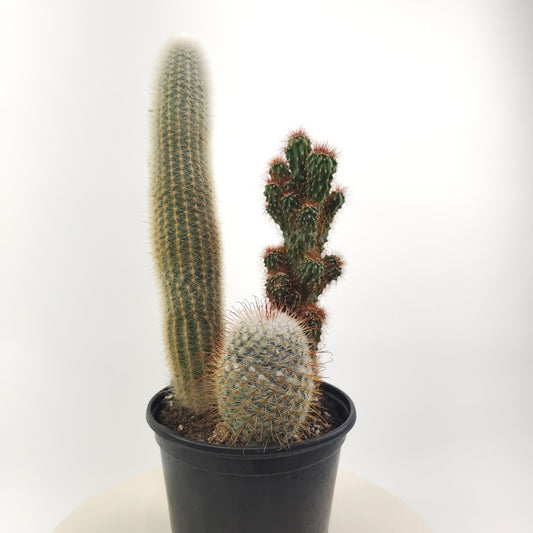 Cactus Trio: Assorted Ssp. - 6 inch pot