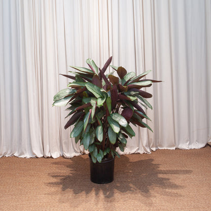 Grey Star Prayer Plant: Calathea setosa - 10 inch pot - 3-4 foot tall