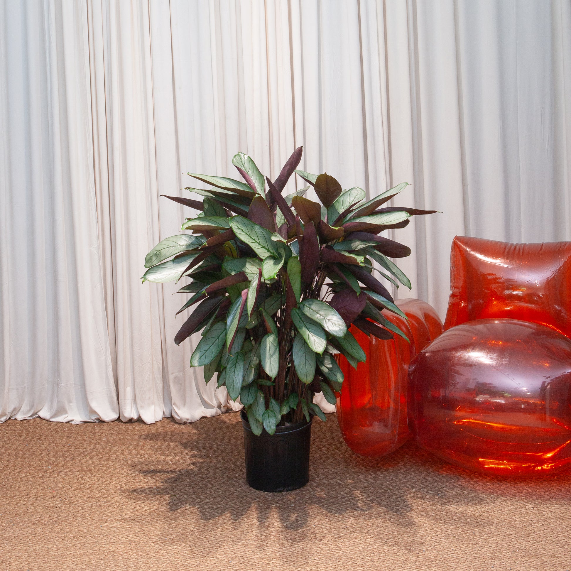 tall prayer plant Grey Star Prayer Plant: Calathea - 10" Pot