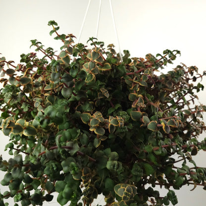 Calico Kitten Jade: Crassula pellucida 'Variegata' - 6 inch hanging basket