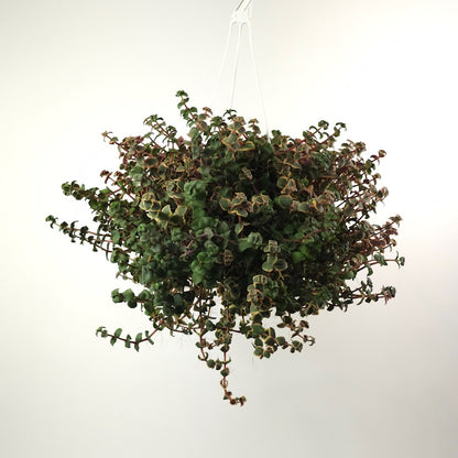 Calico Kitten Jade: Crassula pellucida 'Variegata' - 6 inch hanging basket