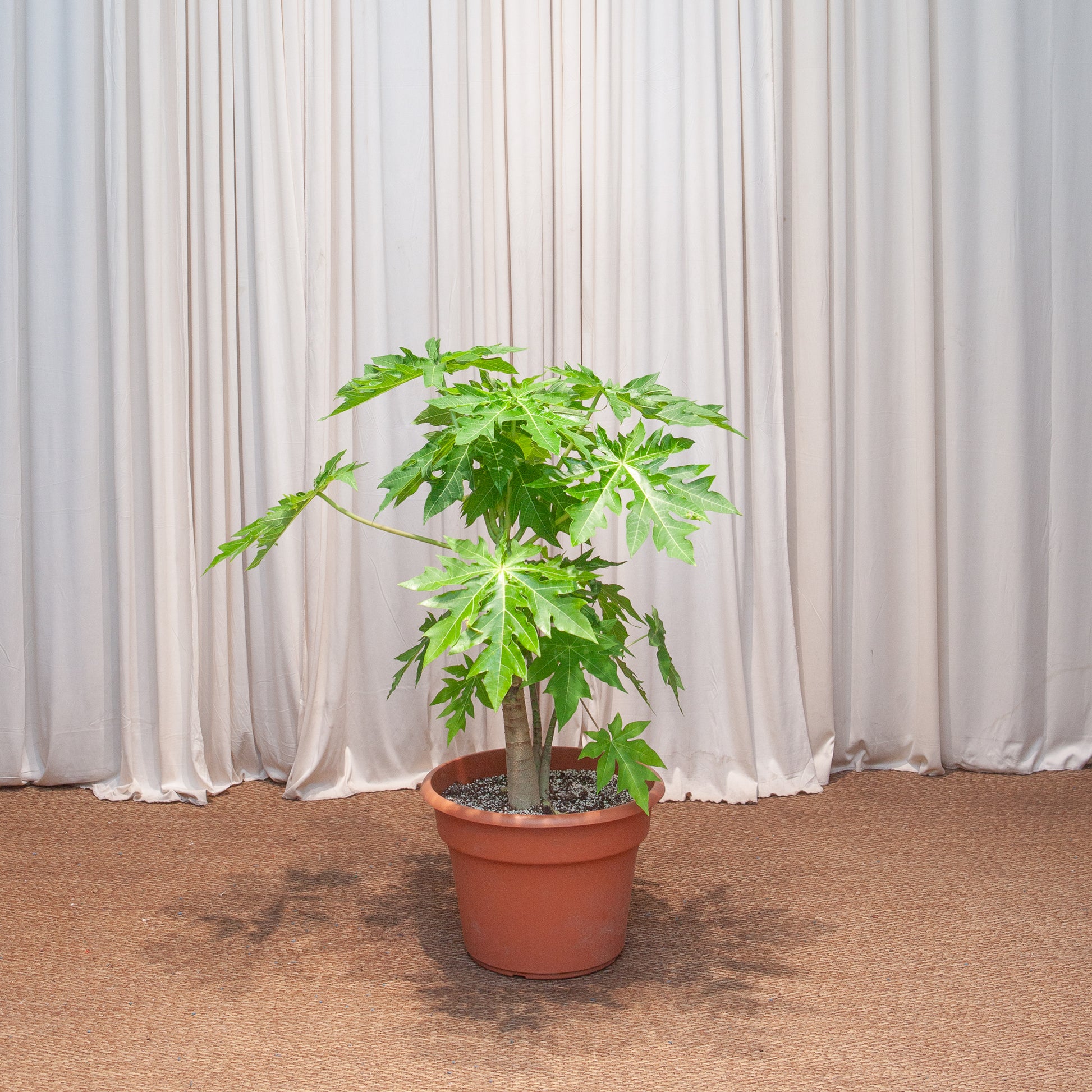 papaya plant care in pot Papaya Tree: Carica Papaya - 14" Pot