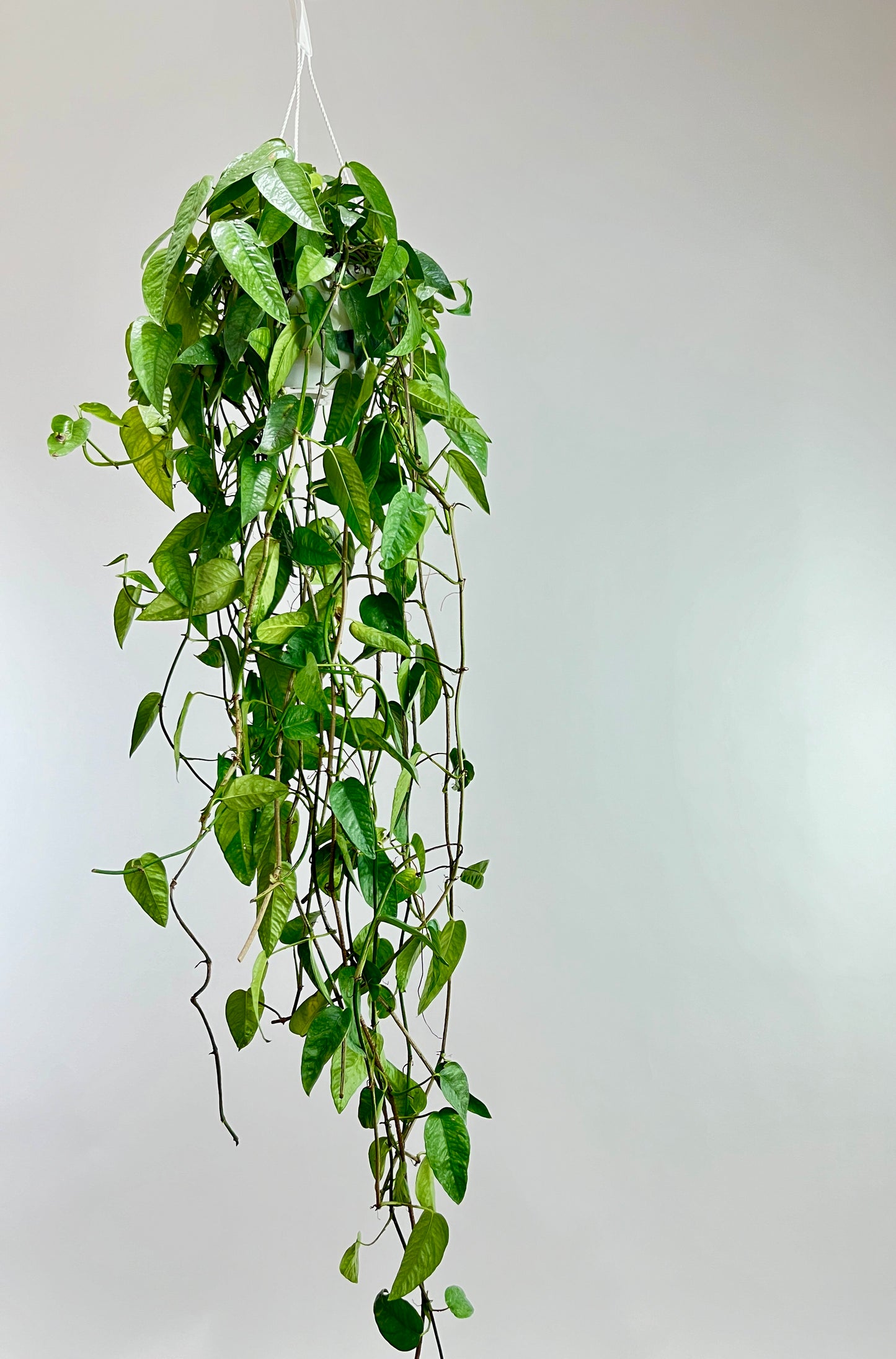 Cebu Blue Pothos: Epipremnum pinnatum - 8 inch hanging basket