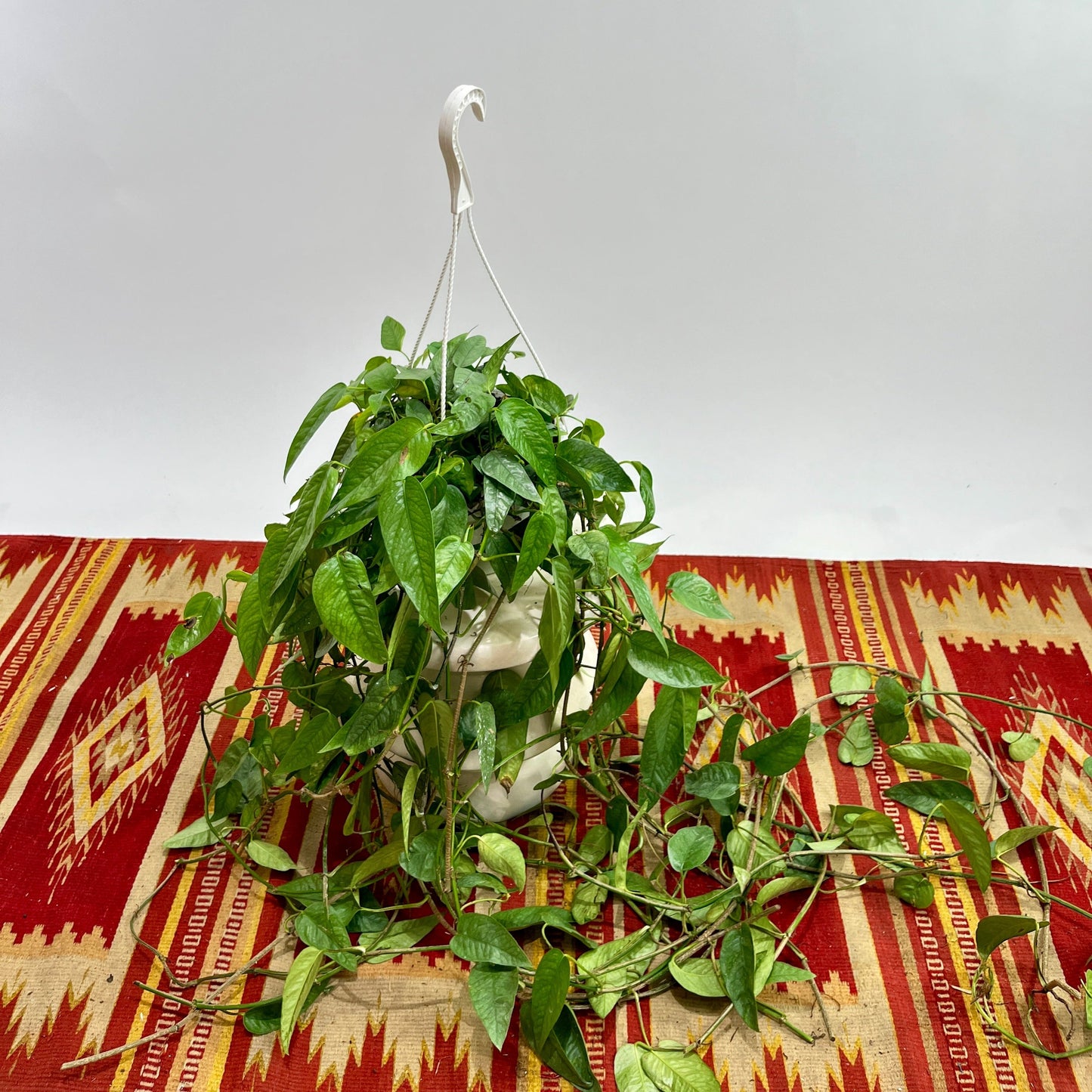 Cebu Blue Pothos: Epipremnum pinnatum - 8 inch hanging basket