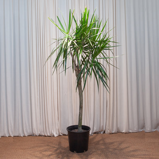 Character Dragon Tree: Dracaena marginata - 14 inch pot - 6 foot tall