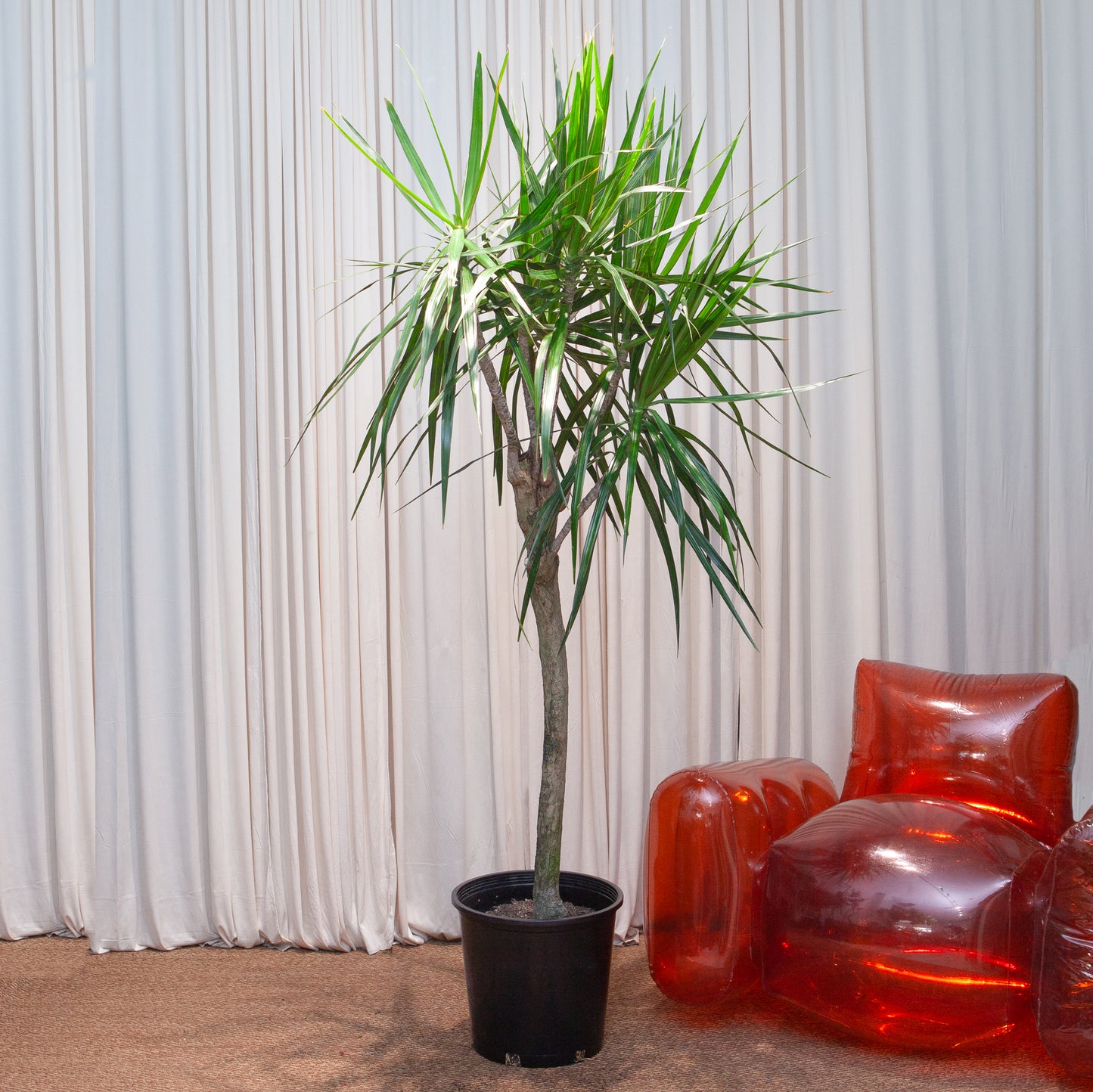 Character Dragon Tree: Dracaena marginata - 14 inch pot - 6 foot tall