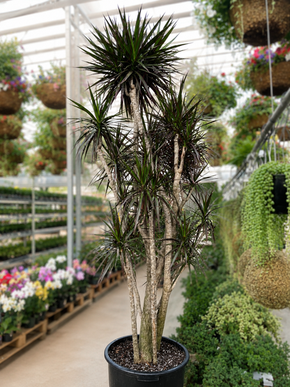 Character Dragon Tree: Dracaena marginata - 17 inch pot - 6-7+ foot tall