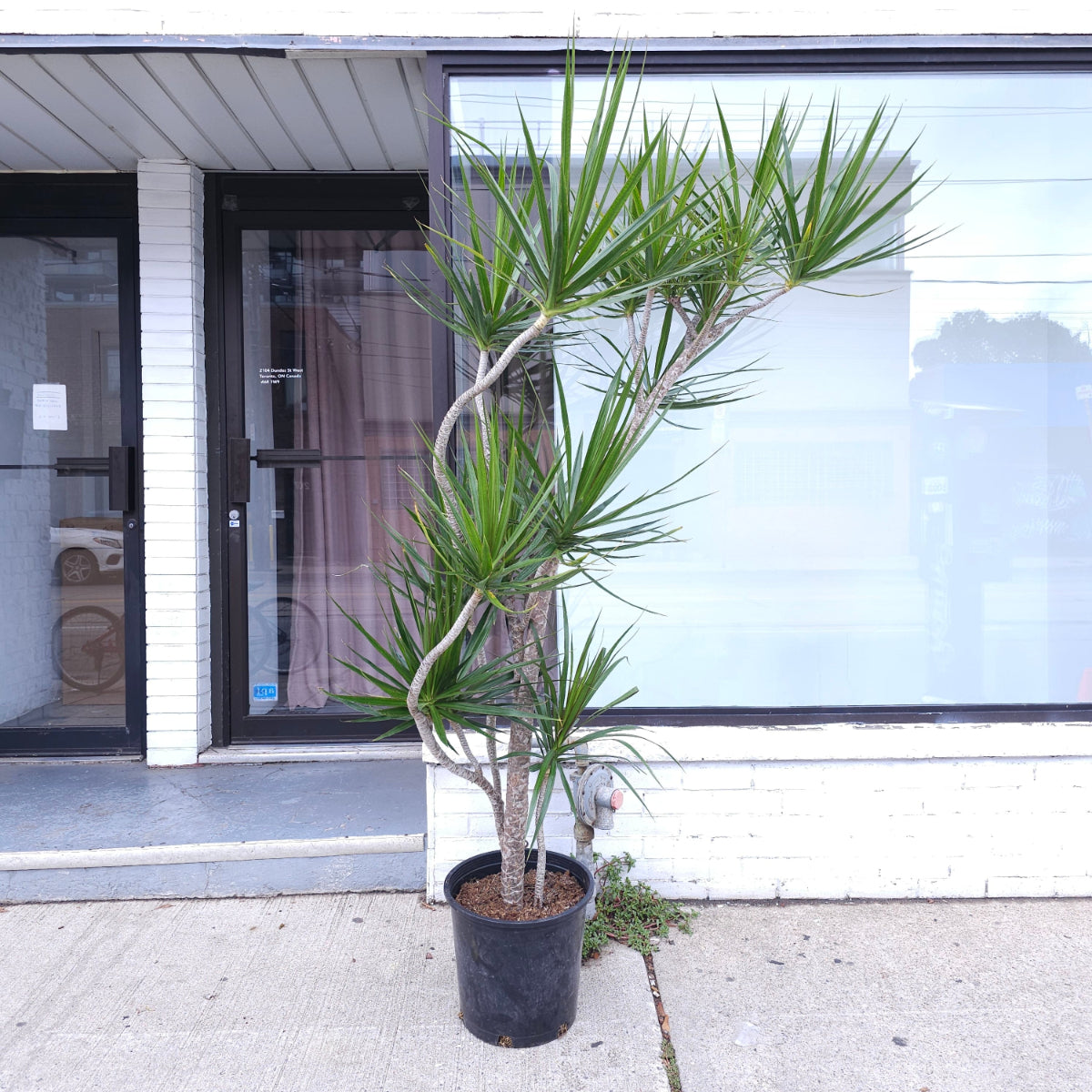 Multi-Branching Character Dragon Tree: Dracaena marginata - 14 inch pot - 7 foot tall