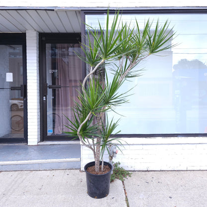 Multi-Branching Character Dragon Tree: Dracaena marginata - 14 inch pot - 7 foot tall