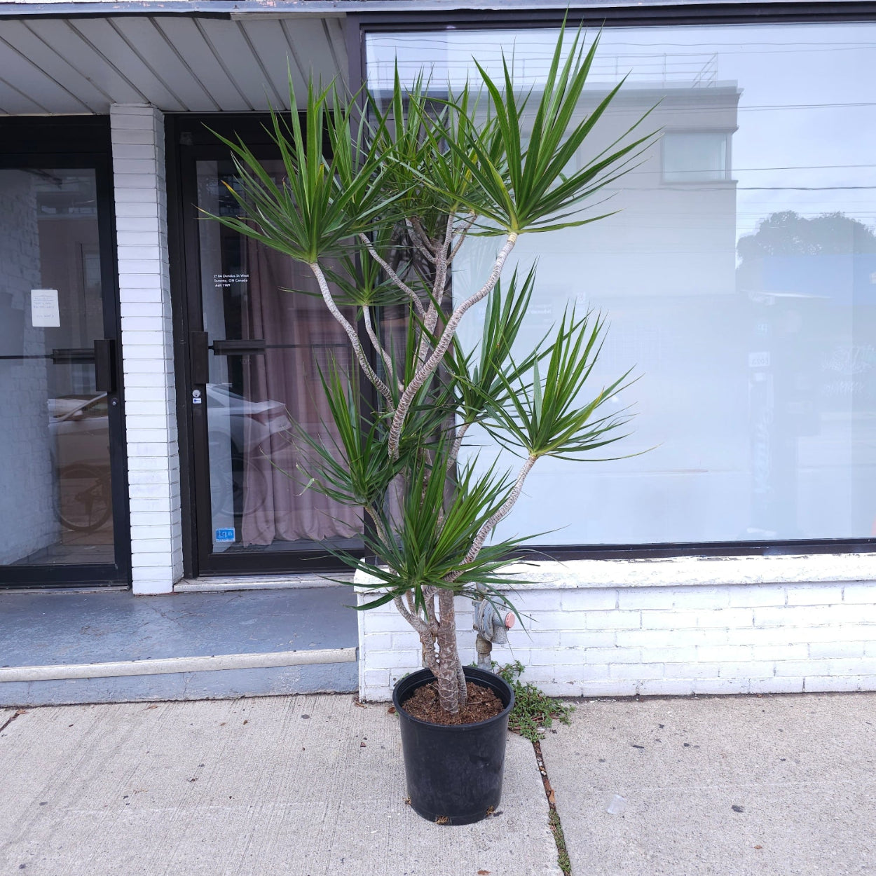 Multi-Branching Character Dragon Tree: Dracaena marginata - 14 inch pot - 7 foot tall