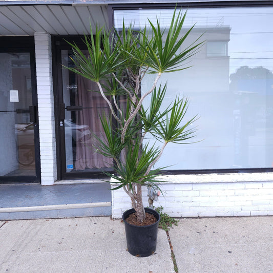 Multi-Branching Character Dragon Tree: Dracaena marginata - 14 inch pot - 7 foot tall