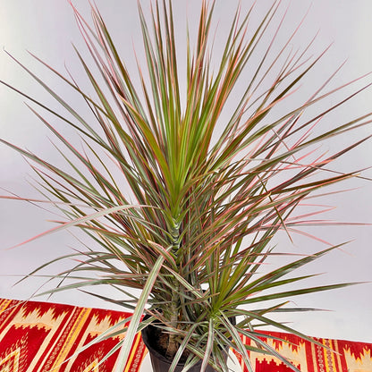 Colorama Dragon Bush: Dracaena marginata - 10 inch pot - 3-4 foot tall