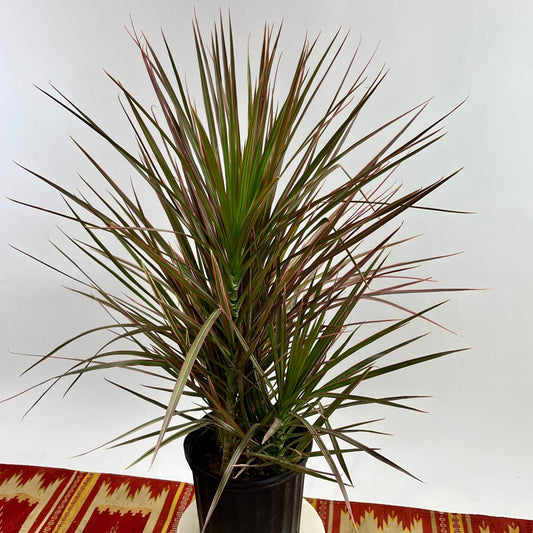 Colorama Dragon Bush: Dracaena marginata - 10 inch pot - 3-4 foot tall