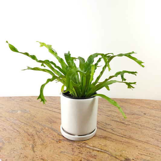 Crested Japanese Bird's Nest Fern: Aspienium antiquum 'Crissie' - 6 inch pot