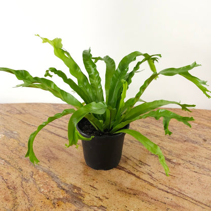 Crested Japanese Bird's Nest Fern: Aspienium antiquum 'Crissie' - 6 inch pot