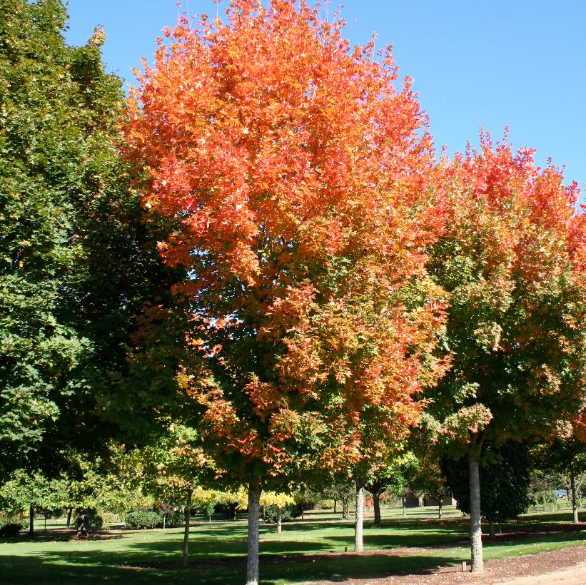 Legacy Sugar Maple: Acer saccharum - 15G Pot 250CM Tall