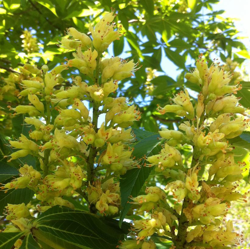 Ohio Buckeye: Aesculus glabra - 50mm Caliper WB