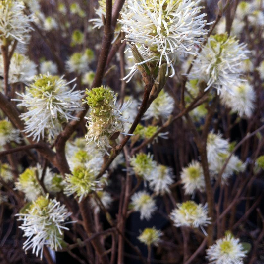 Mount Airy Fothergilla: Fothergilla major - 2GAL Pot
