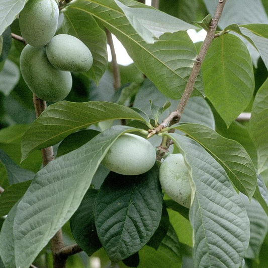 Pawpaw: Asimina triloba - 125CM Tall 3GAL Pot