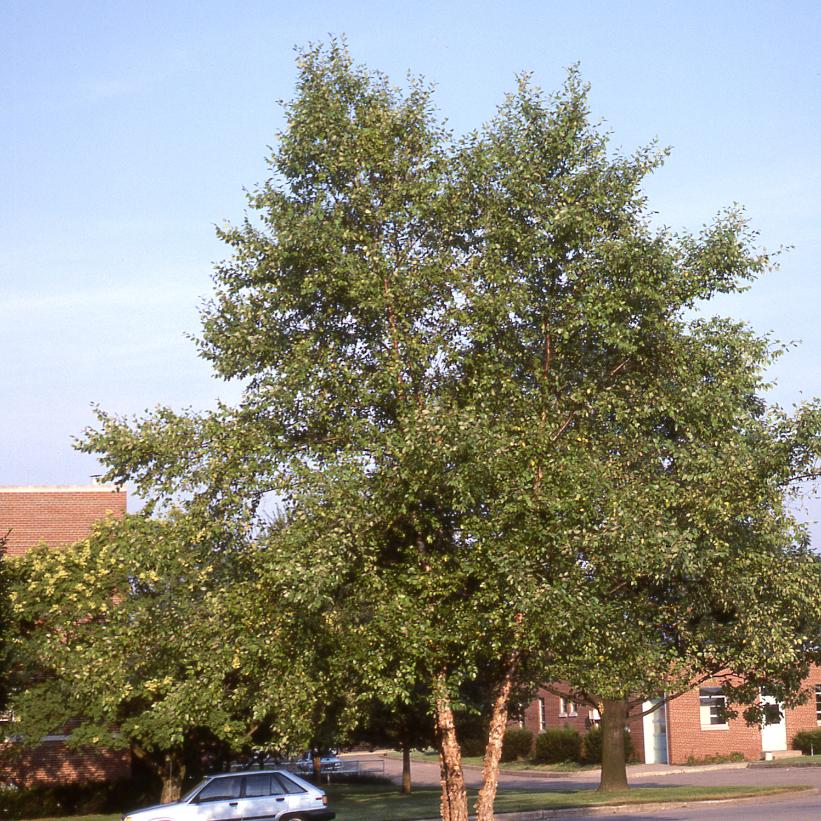 River Birch: Betula nigra - 250CM Tall 15GAL Pot