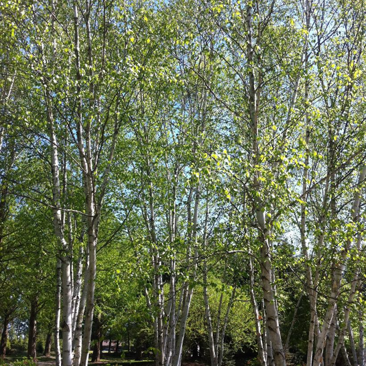 Paper Birch: Betula papyrifera