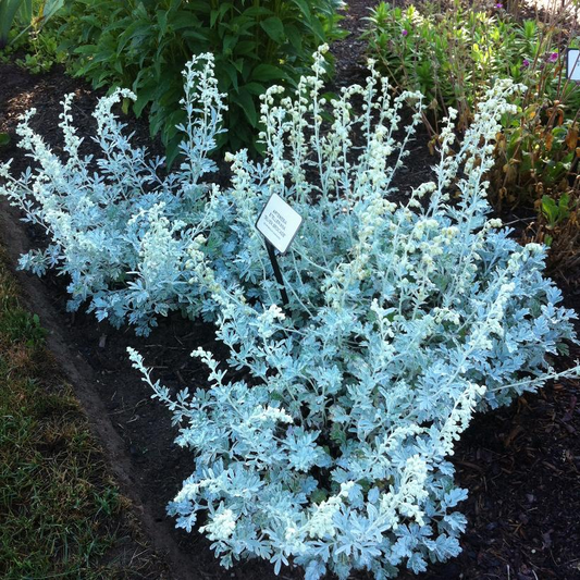 Silver Brocade Wormwood: Artemisia stelleriana - 1GAL Pot