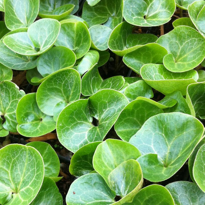 European Wild Ginger: Asarum europaeum - 9CM Pot