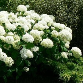 Annabelle Hydrangea: Hydrangea arborescens 'Annabelle'