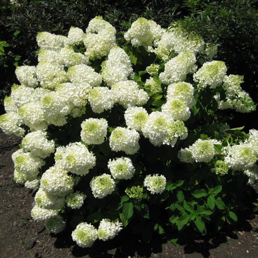 Bombshell Panicle Hydrangea: Hydrangea paniculata - 2GAL Pot