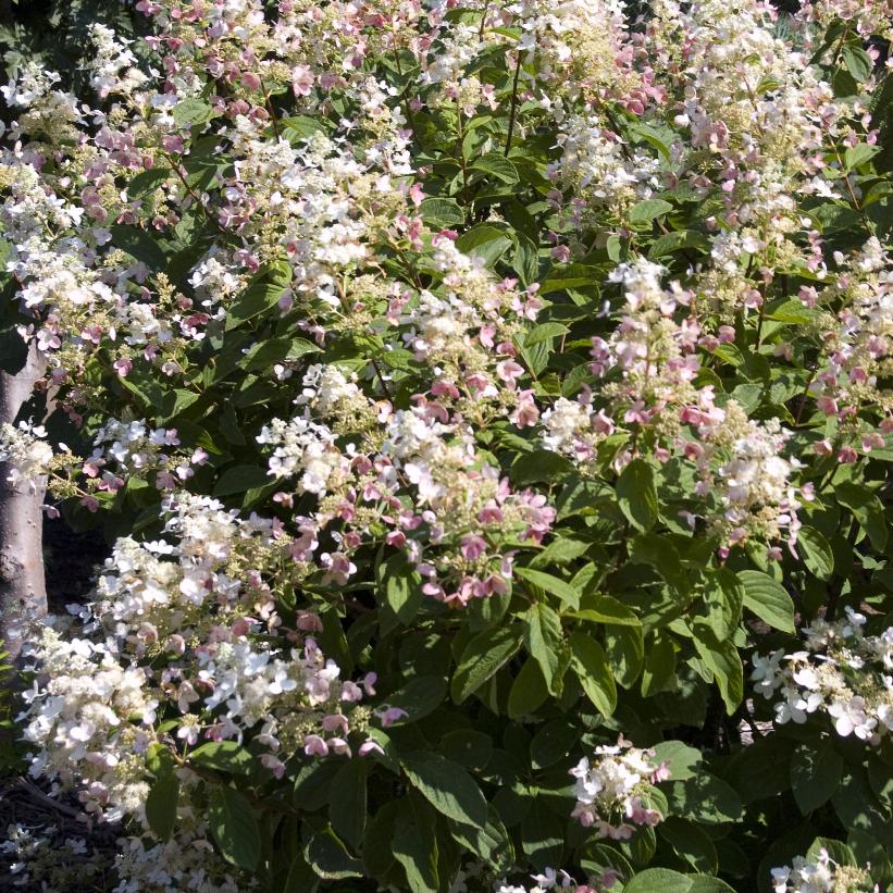 Pink Diamond Hydrangea: Hydrangea paniculata 'Pink Diamond'