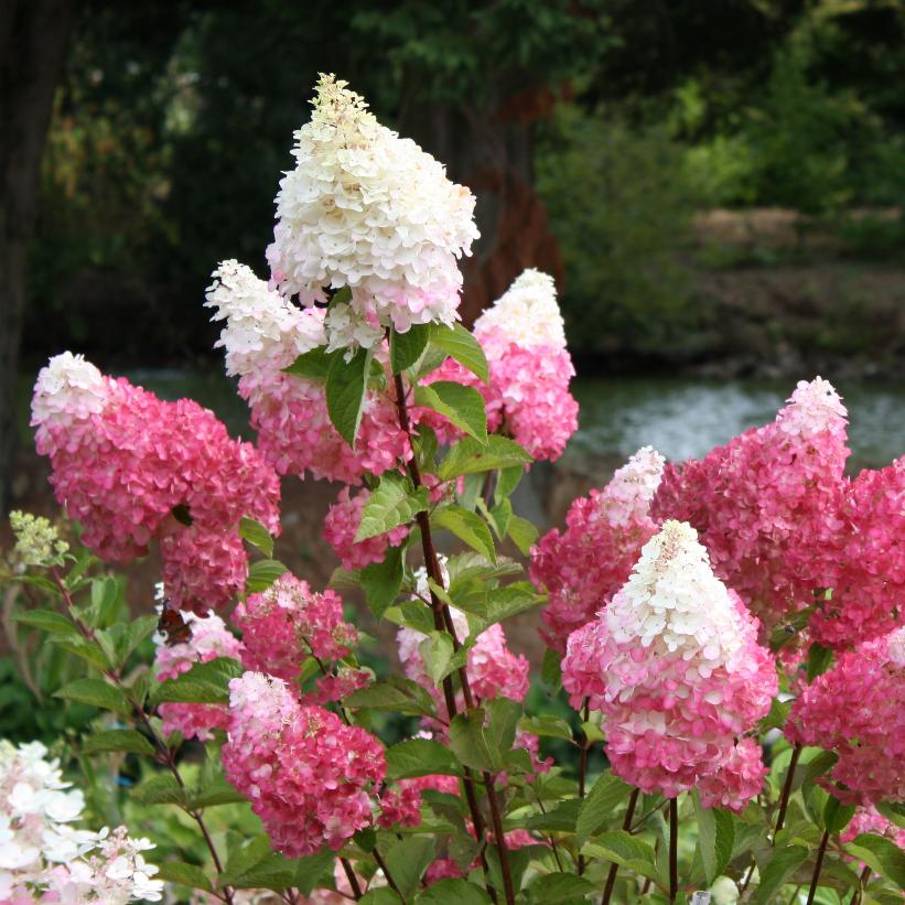 Vanilla Strawberry Panicle Hydrangea: Hydrangea paniculata 'Renhy' - 2GAL Pot