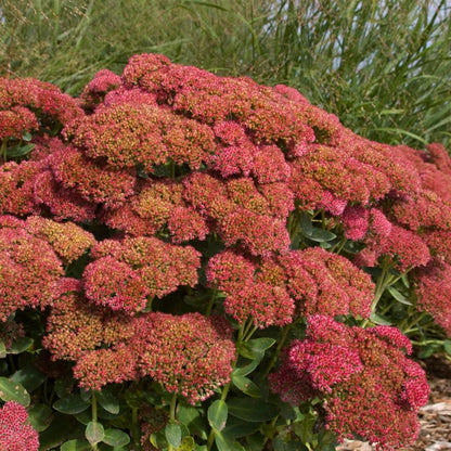 Autumn Fire Stonecrop: Sedum spectabile - 2GAL Pot