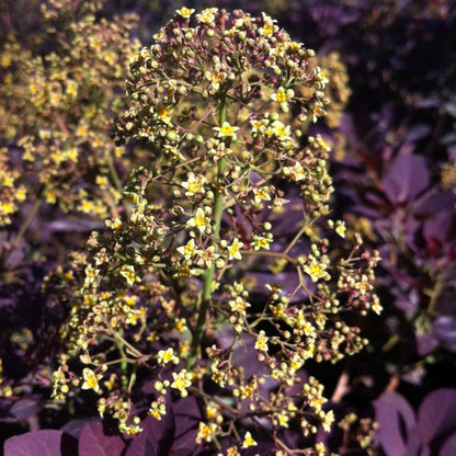 Royal Purple Smokebush: Cotinus coggygria